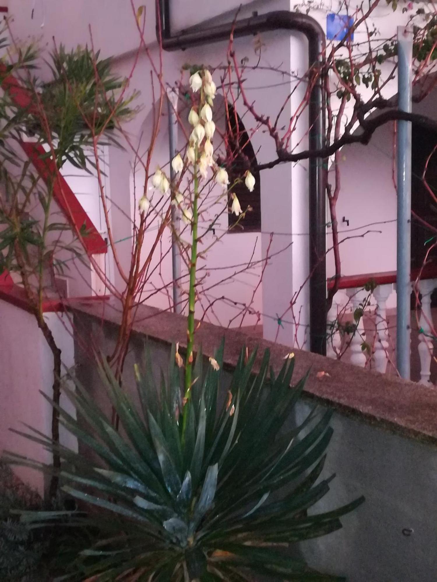 Vera No 2 Apartment *